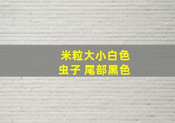 米粒大小白色虫子 尾部黑色